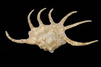 藏品(皮氏蜘蛛螺)的圖片